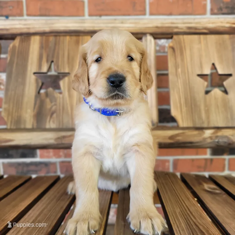 AKC Blue collar Male – Golden Retriever puppy for sale in Walnut Grove, MO