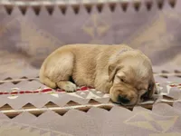 AKC Purple collar Female , a female Golden Retriever for sale in Walnut Grove, MO – 2 of 4