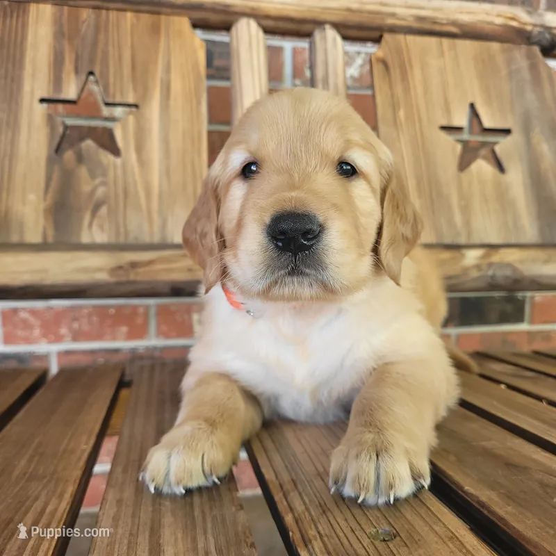 AKC Orange Collar male – Golden Retriever puppy for sale in Walnut Grove, MO