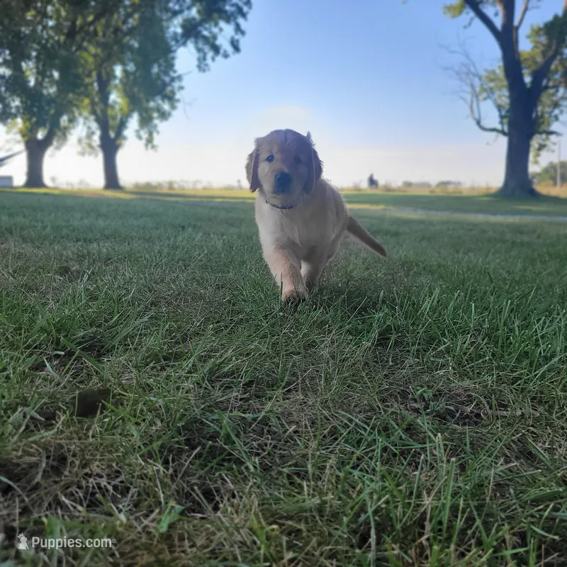 AKC Black collar Male – Golden Retriever puppy for sale in Walnut Grove, MO
