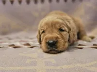 AKC Red collar female , a female Golden Retriever for sale in Walnut Grove, MO – 1 of 5