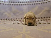 AKC Yellow collar Male , a male Golden Retriever for sale in Walnut Grove, MO – 6 of 10