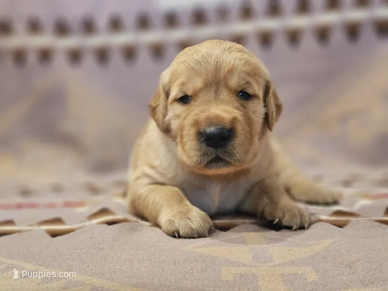 AKC Pink Collar Female  – Golden Retriever puppy for sale in Walnut Grove, MO