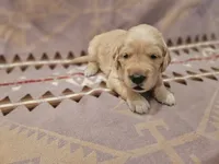 AKC Brown Collar Male , a male Golden Retriever for sale in Walnut Grove, MO – 3 of 7