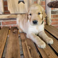 AKC Black collar Male, a male Golden Retriever for sale in Walnut Grove, MO – 7 of 9