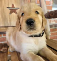 AKC Black collar Male, a male Golden Retriever for sale in Walnut Grove, MO – 3 of 9