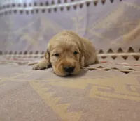 AKC Yellow collar Male , a male Golden Retriever for sale in Walnut Grove, MO – 2 of 10