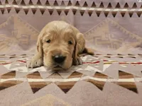 AKC Grey collar Male, a male Golden Retriever for sale in Walnut Grove, MO – 4 of 5