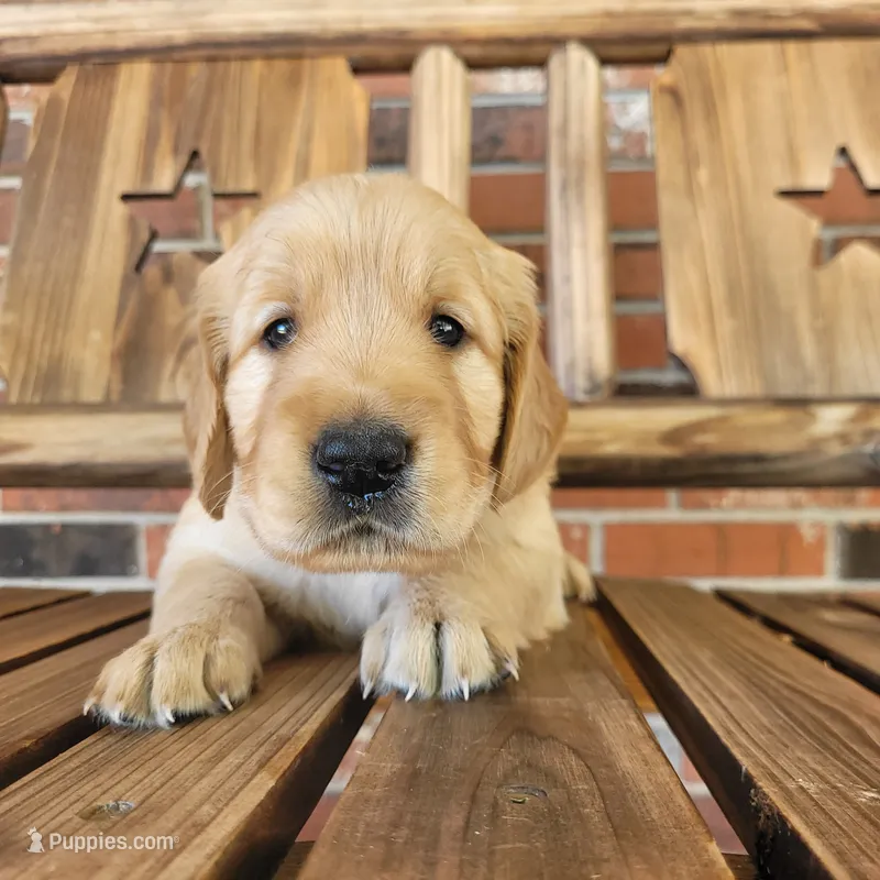 AKC Purple collar Female  – Golden Retriever puppy for sale in Walnut Grove, MO