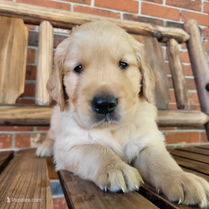 AKC Brown Collar Male  – Golden Retriever puppy for sale in Walnut Grove, MO