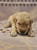 AKC Pink Collar Female , a female Golden Retriever for sale in Walnut Grove, MO – 3 of 5