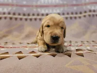 AKC Orange Collar male, a male Golden Retriever for sale in Walnut Grove, MO – 3 of 3