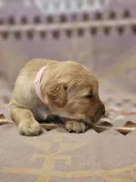 AKC Pink Collar Female , a female Golden Retriever for sale in Walnut Grove, MO – 4 of 5