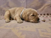 AKC Grey collar Male, a male Golden Retriever for sale in Walnut Grove, MO – 5 of 5