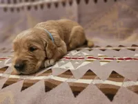 AKC Blue collar Male, a male Golden Retriever for sale in Walnut Grove, MO – 6 of 6