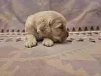 AKC Brown Collar Male , a male Golden Retriever for sale in Walnut Grove, MO – 5 of 7