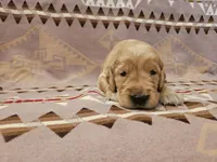 AKC Grey collar Male, a male Golden Retriever for sale in Walnut Grove, MO – 2 of 5