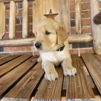 AKC Black collar Male, a male Golden Retriever for sale in Walnut Grove, MO – 5 of 9