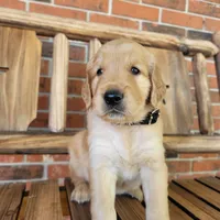 AKC Black collar Male, a male Golden Retriever for sale in Walnut Grove, MO – 2 of 9