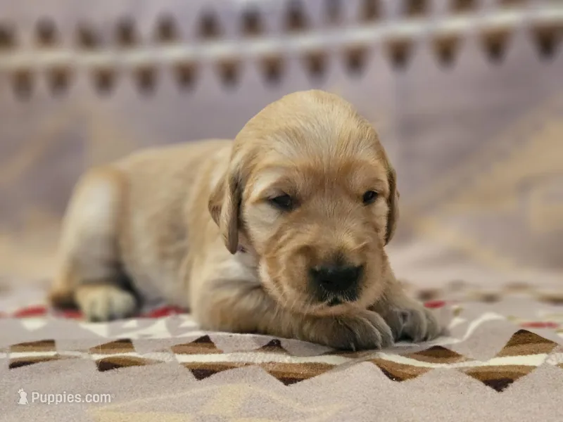 AKC Purple collar Female  – Golden Retriever puppy for sale in Walnut Grove, MO