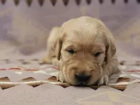 AKC Purple collar Female , a female Golden Retriever for sale in Walnut Grove, MO – 4 of 4