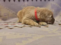 AKC Red collar female , a female Golden Retriever for sale in Walnut Grove, MO – 2 of 5