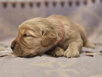 AKC Red collar female , a female Golden Retriever for sale in Walnut Grove, MO – 4 of 5