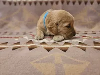 AKC Blue collar Male, a male Golden Retriever for sale in Walnut Grove, MO – 4 of 6