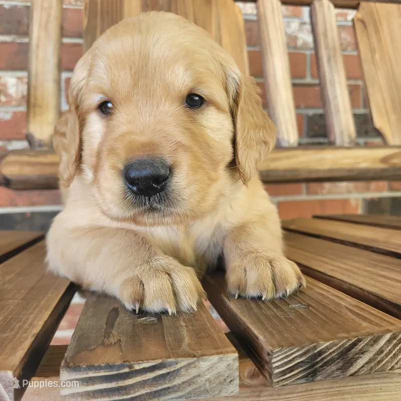 AKC Yellow collar Male  – Golden Retriever puppy for sale in Walnut Grove, MO