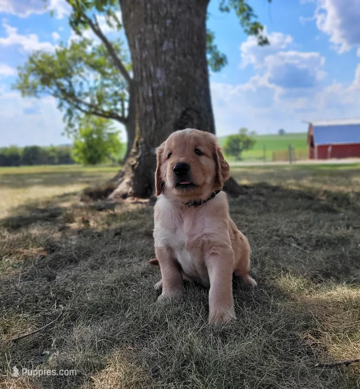 AKC Black collar Male – Golden Retriever puppy for sale in Walnut Grove, MO