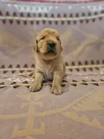 AKC Yellow collar Male , a male Golden Retriever for sale in Walnut Grove, MO – 4 of 10
