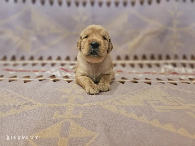 AKC Yellow collar Male  – Golden Retriever puppy for sale in Walnut Grove, MO