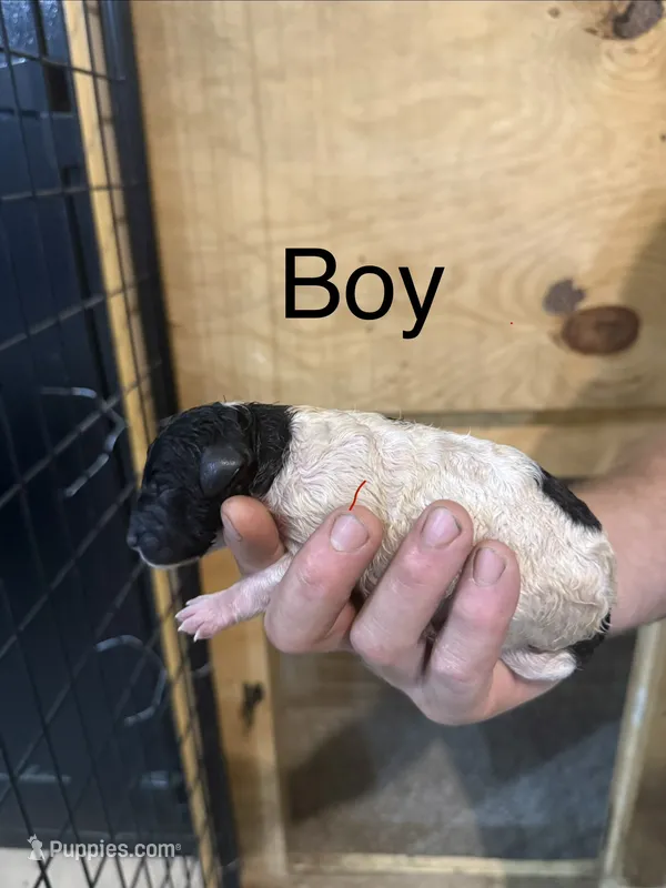 Boy 2 – Poodle - Standard  puppy for sale in Grundy Center, IA