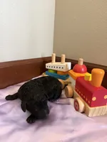 Petunia, a female Poodle - Standard  for sale in Grundy Center, IA – 1 of 5