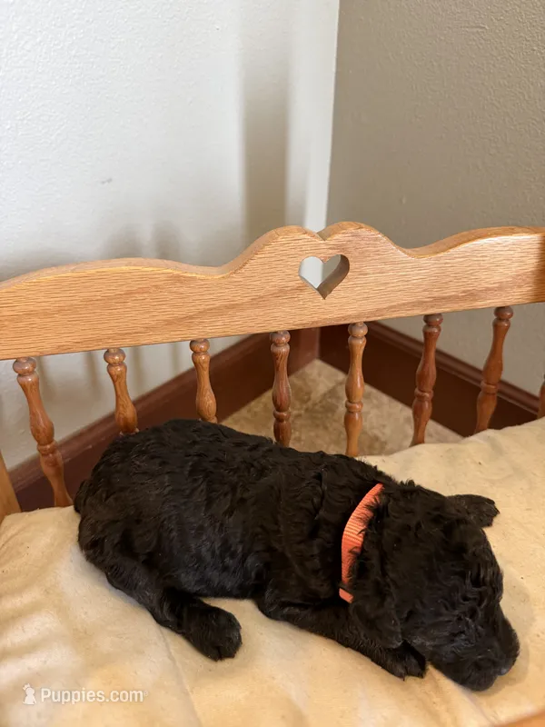 Poppy – Poodle - Standard  puppy for sale in Grundy Center, IA