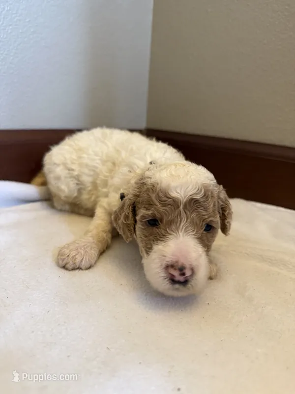 Daisy – Poodle - Standard  puppy for sale in Grundy Center, IA
