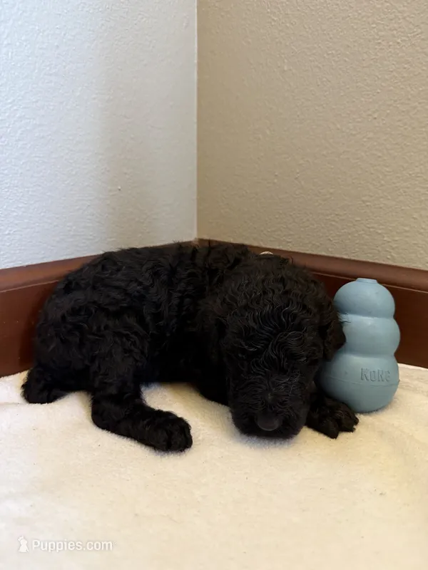 Ash – Poodle - Standard  puppy for sale in Grundy Center, IA