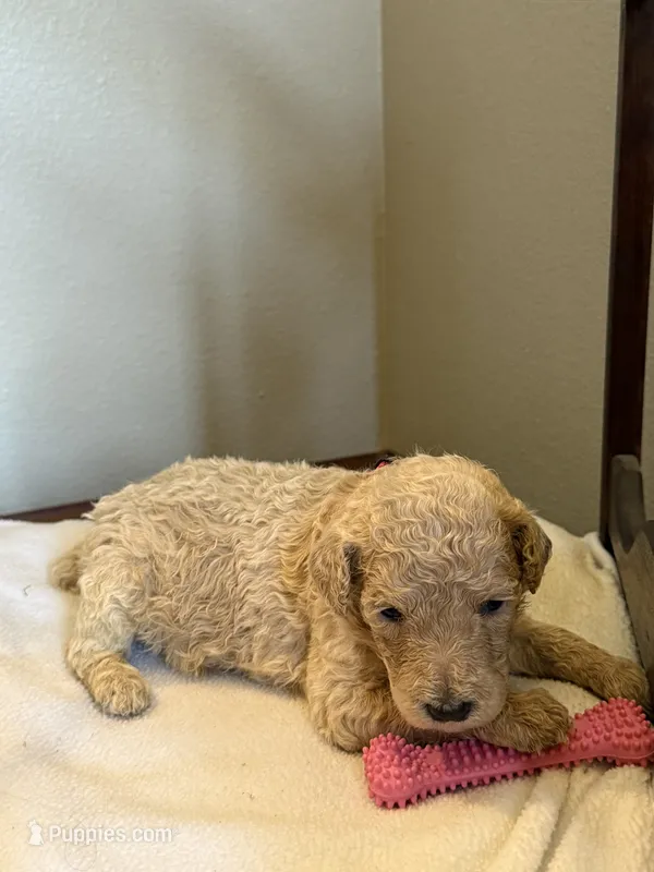 Tulip – Poodle - Standard  puppy for sale in Grundy Center, IA