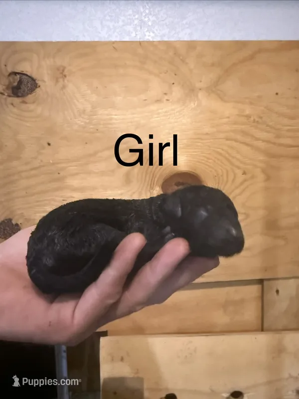 Girl 4 – Poodle - Standard  puppy for sale in Grundy Center, IA