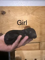 Girl 4, a female Poodle - Standard  for sale in Grundy Center, IA – 1 of 4