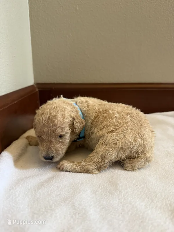 Lily – Poodle - Standard  puppy for sale in Grundy Center, IA