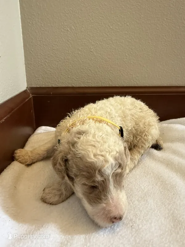 Daisy – Poodle - Standard  puppy for sale in Grundy Center, IA