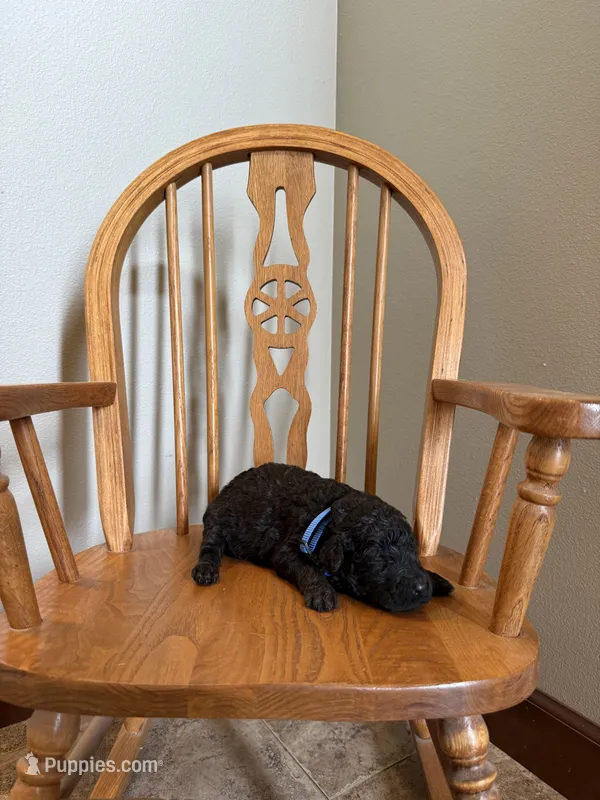 Iris – Poodle - Standard  puppy for sale in Grundy Center, IA