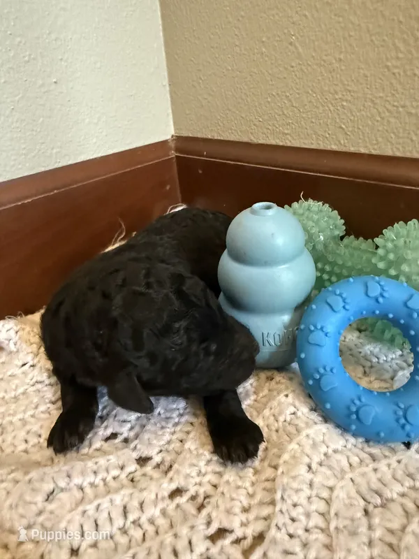 Boy 1 – Poodle - Standard  puppy for sale in Grundy Center, IA