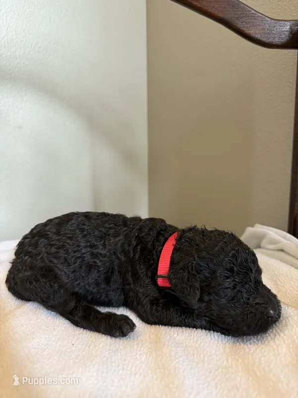Rose – Poodle - Standard  puppy for sale in Grundy Center, IA