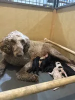 Girl 7, a female Poodle - Standard  for sale in Grundy Center, IA – 2 of 4