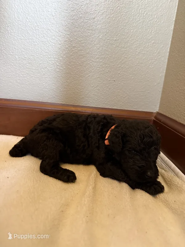 Poppy – Poodle - Standard  puppy for sale in Grundy Center, IA