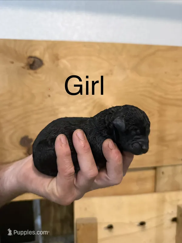 Girl 8 – Poodle - Standard  puppy for sale in Grundy Center, IA