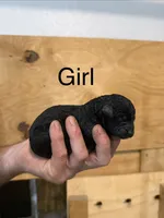 Girl 8, a female Poodle - Standard  for sale in Grundy Center, IA – 1 of 4