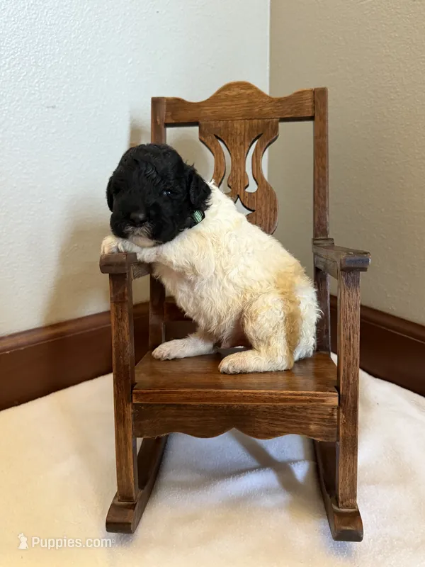 Sage – Poodle - Standard  puppy for sale in Grundy Center, IA